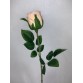 Róża pojedyncza kolor 2